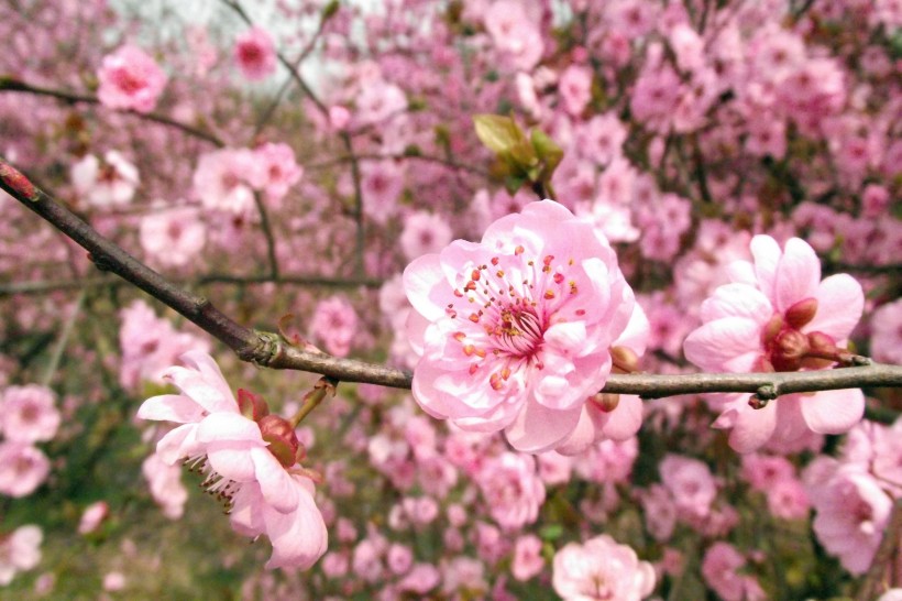 漂亮的桃花图片