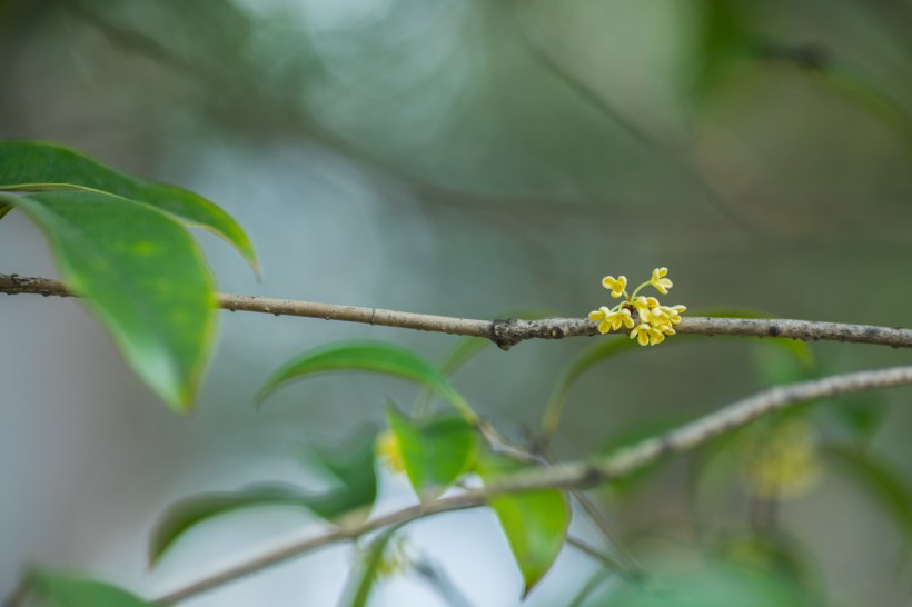 香甜的金色桂花图片