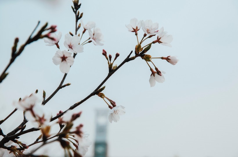 树枝上美丽的樱花图片