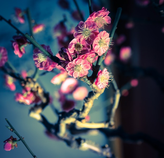 傲雪凌霜有气节的梅花图片