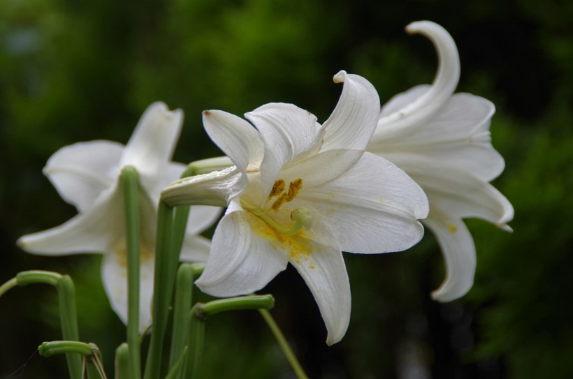 纯白色的百合花图片