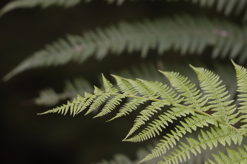 野生绿色蕨类植物图片