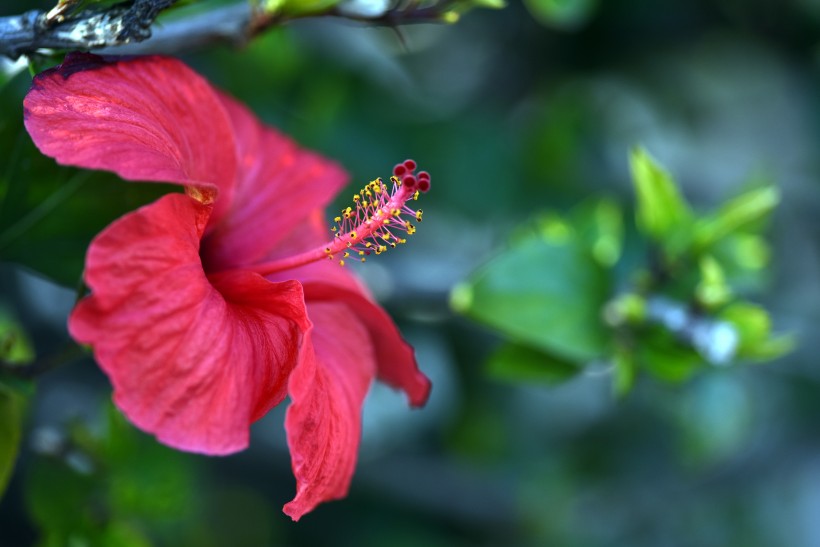 艳丽的粉色芙蓉花图片