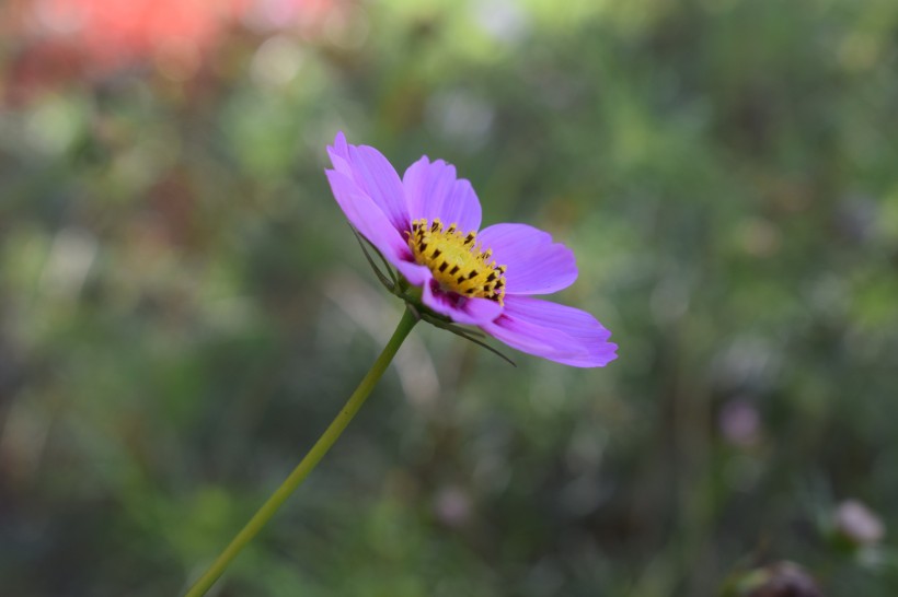 波斯菊特写图片