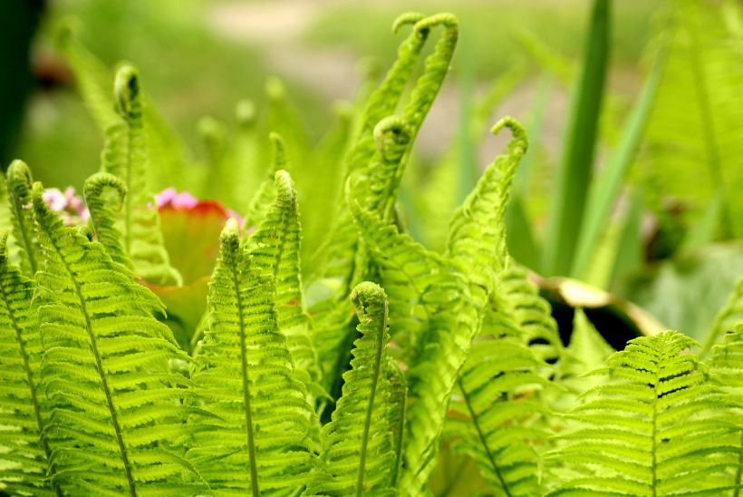 野生绿色蕨类植物图片