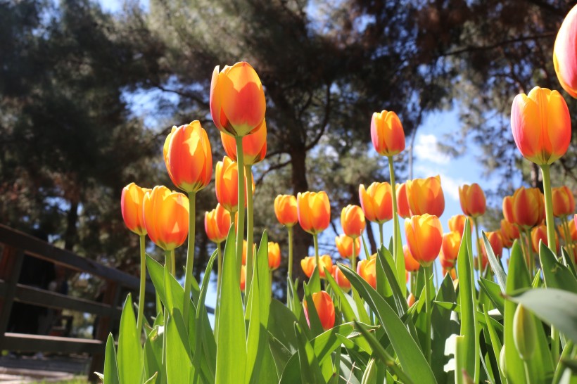 色彩缤纷的郁金香花图片