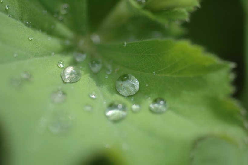 绿叶上的小水珠图片