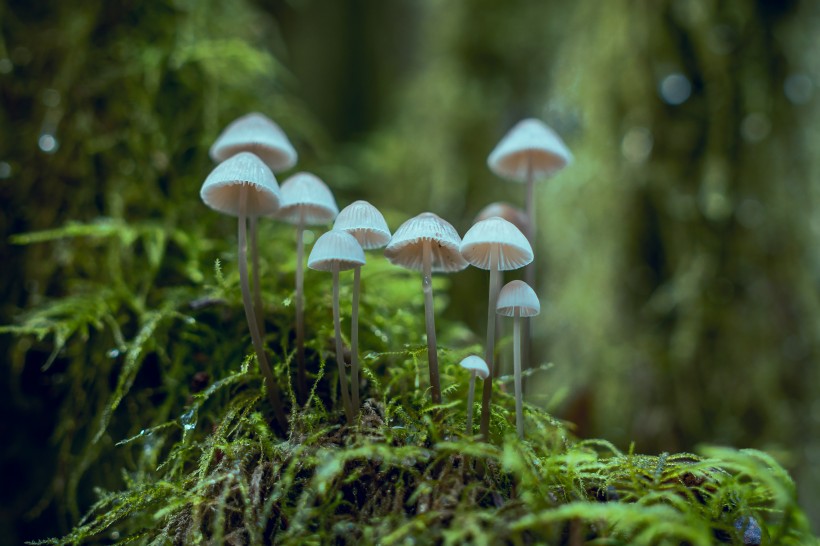 郊外的野蘑菇图片