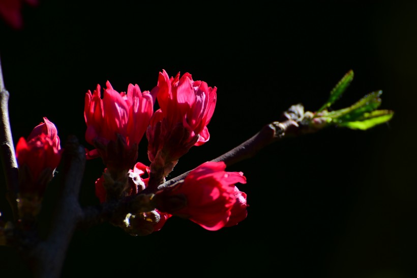 菊花桃图片