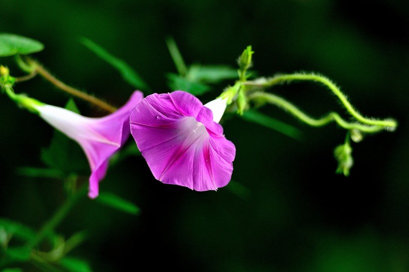 牵牛花图片