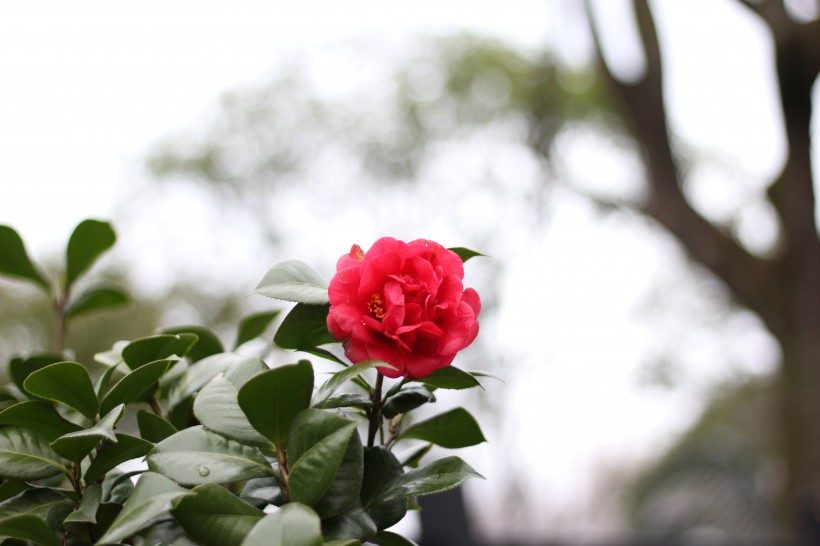 红露珍山茶花图片