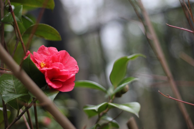 红露珍山茶花图片