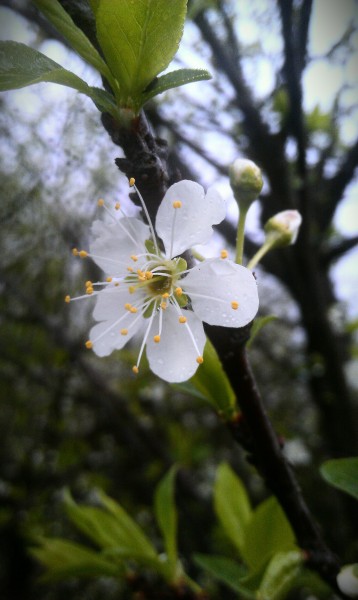 白色的桃花图片