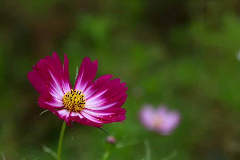 淡雅的格桑花图片