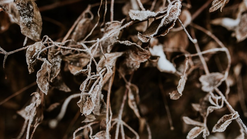 冰雪覆盖的植物图片