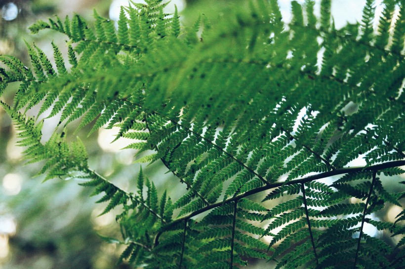 野生绿色蕨类植物图片