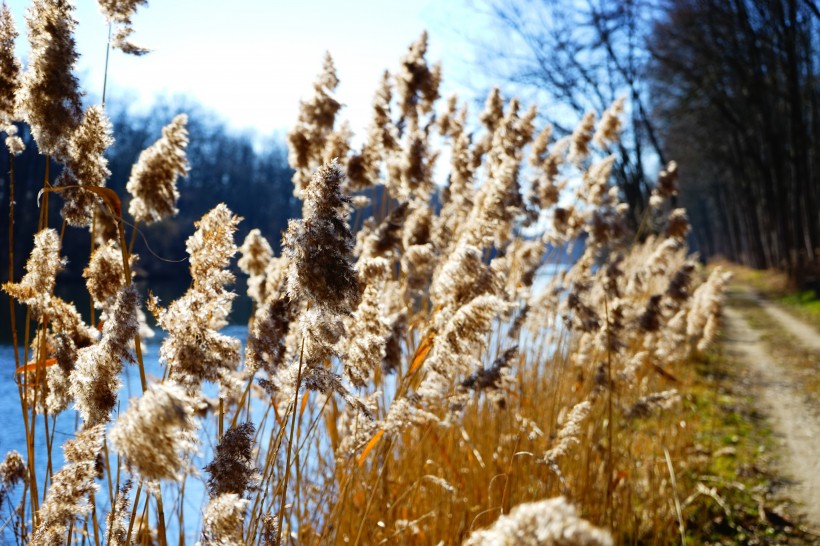 漂亮的芦苇丛图片