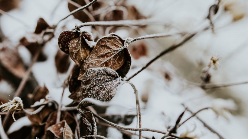 冰雪覆盖的植物图片