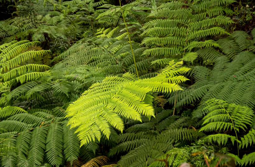 野生绿色蕨类植物图片