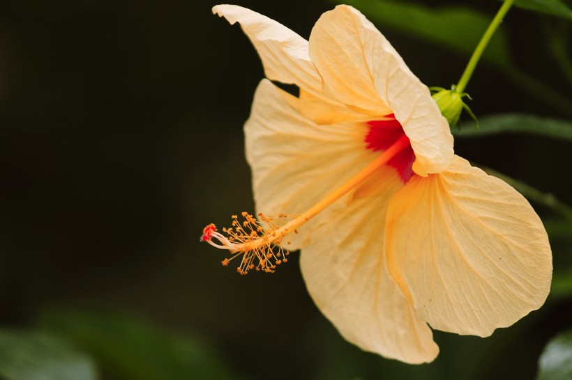 五颜六色娇柔的芙蓉花图片