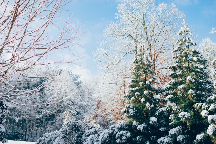 美丽的雪松图片