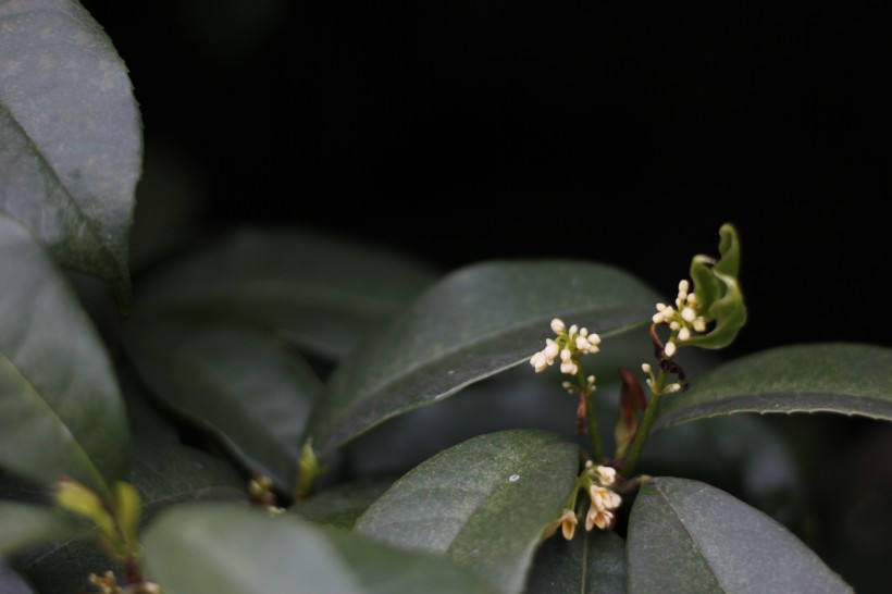 清香淡雅的桂花图片