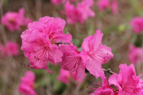 万紫千红花团锦簇的映山红图片(38张)