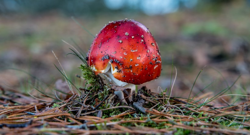 森林里的野蘑菇图片