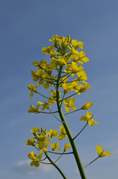 金黄的油菜花特写图片