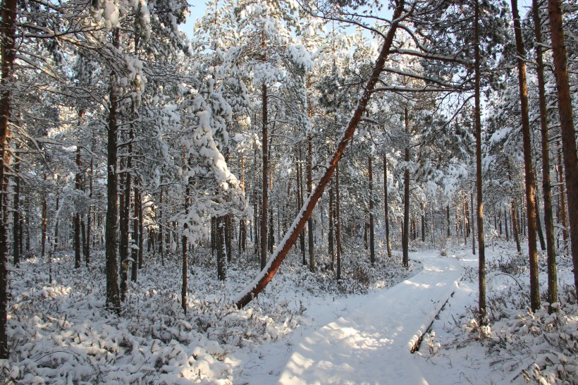 冬天被雪覆盖的树图片