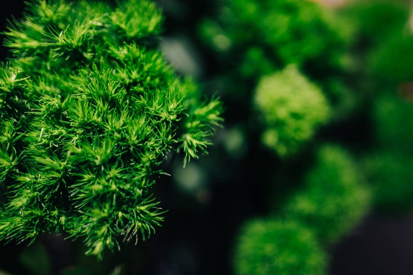 特写镜头下的鲜花和植物的图片