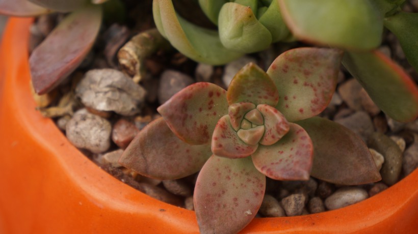 多肉植物特写图片