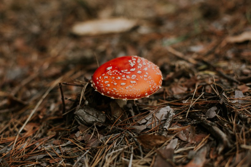 森林里的红色毒蝇伞图片