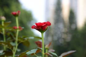 生命力旺盛的月季花图片(10张)