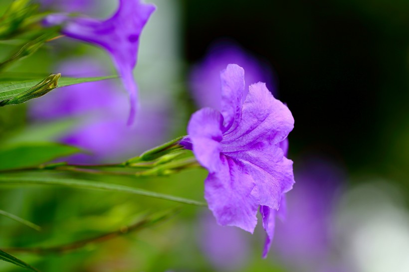 翠芦莉花图片