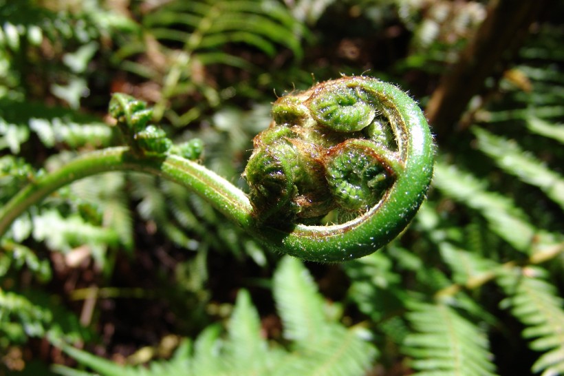 野生绿色蕨类植物图片