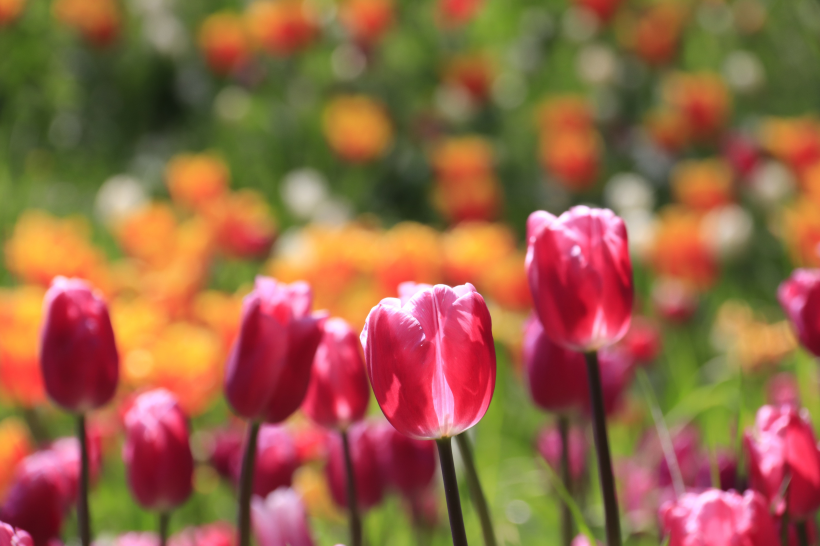 色彩缤纷的郁金香花图片