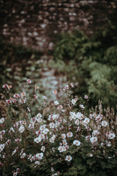 花园里的小花图片