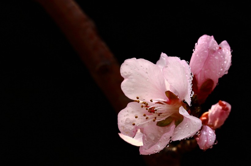 山桃花图片