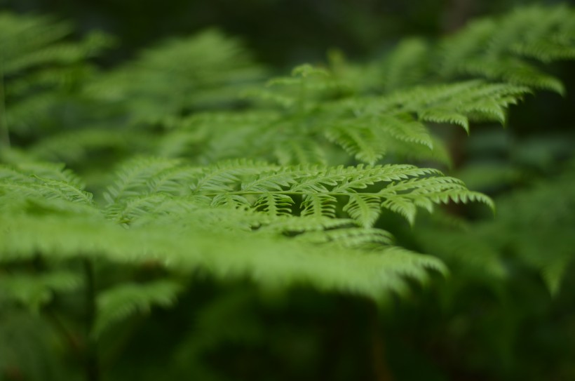 野生绿色蕨类植物图片