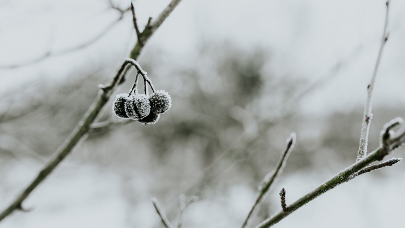 冰雪覆盖的植物图片