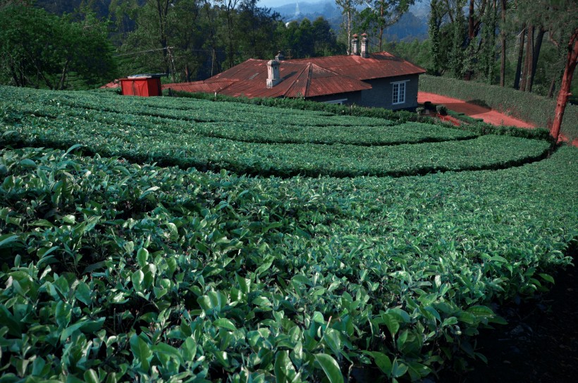 风景优美的茶树图片