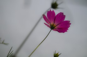 优雅的格桑花图片(20张)