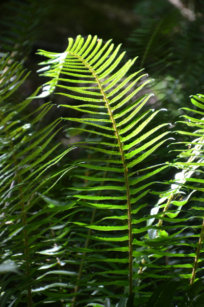 野生绿色蕨类植物图片