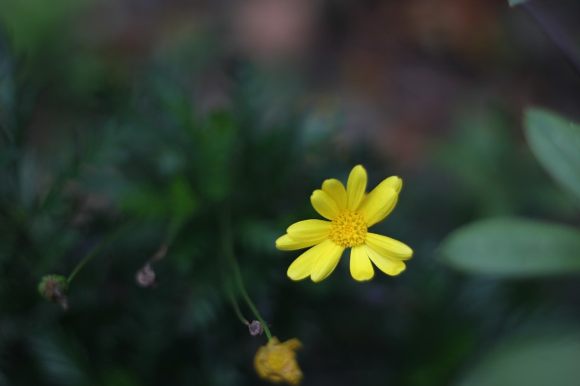 黄色的野生菊花图片