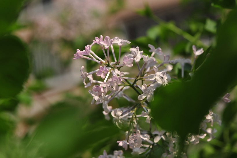 淡紫色丁香花图片