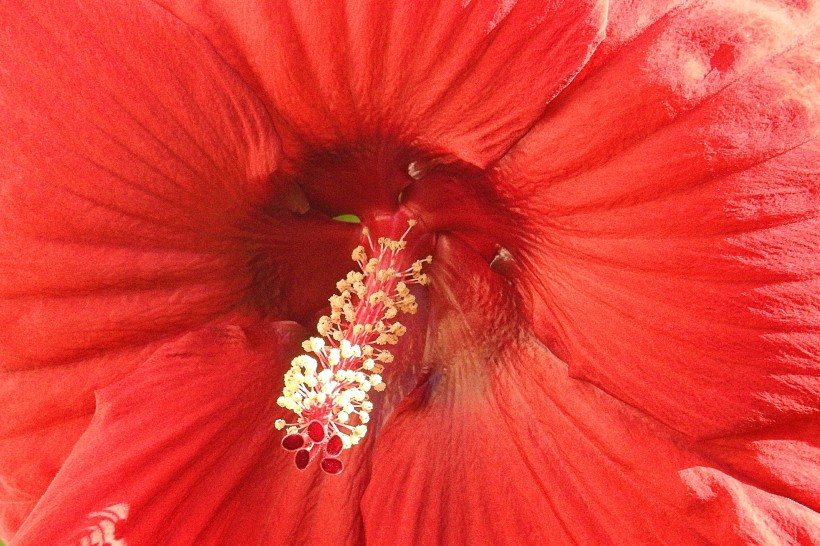 各种颜色的芙蓉花图片