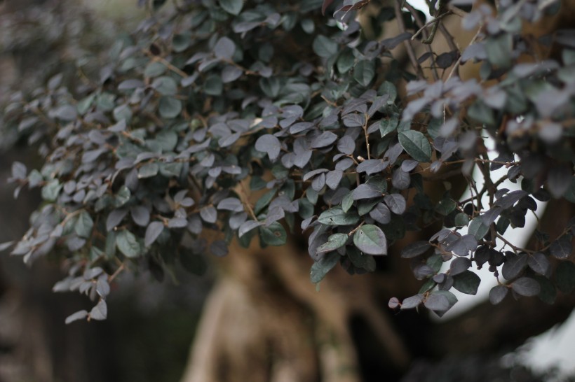 植物园里的红花檵木图片