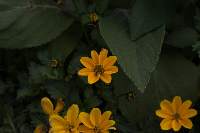 轮叶金鸡菊花图片