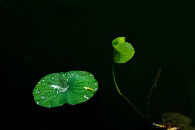 雨后池塘中的荷叶图片